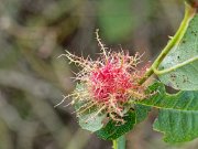 20201009_XA092558_EM1II_DxO-HDRreal