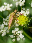 20200601_X6011115_EM1II_DxO-realHDR-crop