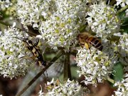 20200601_X6011137_EM1II_DxO-realHDR-crop