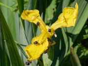 20200531_X5311064_EM1II_DxO-realHDR-crop