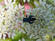 20200531_X5311065_EM1II_DxO-realHDR-crop