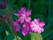 20200531_X5311080_EM1II_DxO-realHDR