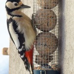 Great-spotted woodpecker