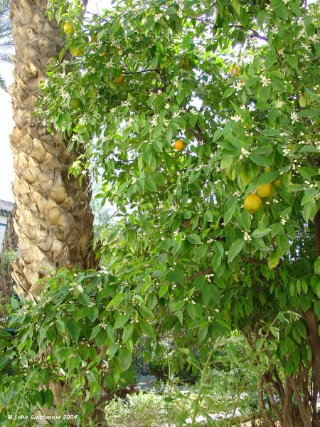 Marrakech049.jpg - cool, scented orange tree in a courtyard of Bahia Palace