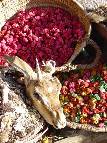 Marrakech128.jpg - single horned dried sheep's head on display at a herbalist stall