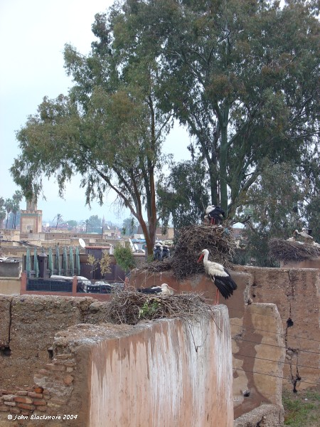 Marrakech134.jpg - storks on a wall of the disused Badii Palace