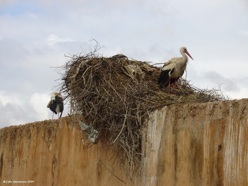 Marrakech135.jpg - storks at Badii Palace