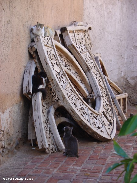 Marrakech147.jpg - basking cats