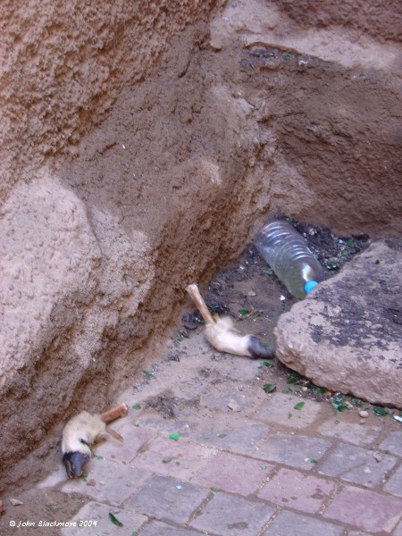 Marrakech162.jpg - two legs bad?