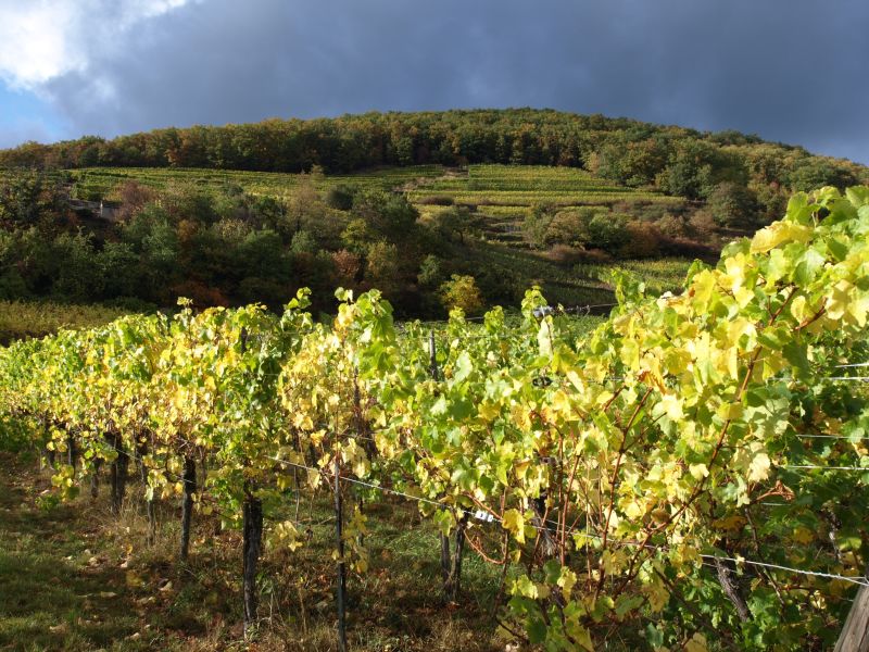 Sigolsheim vineyards